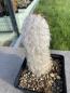 Preview: Oreocereus trollii